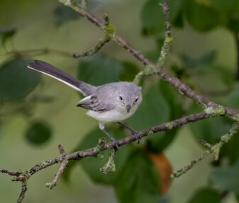 Blue-grey Gnatcatcher