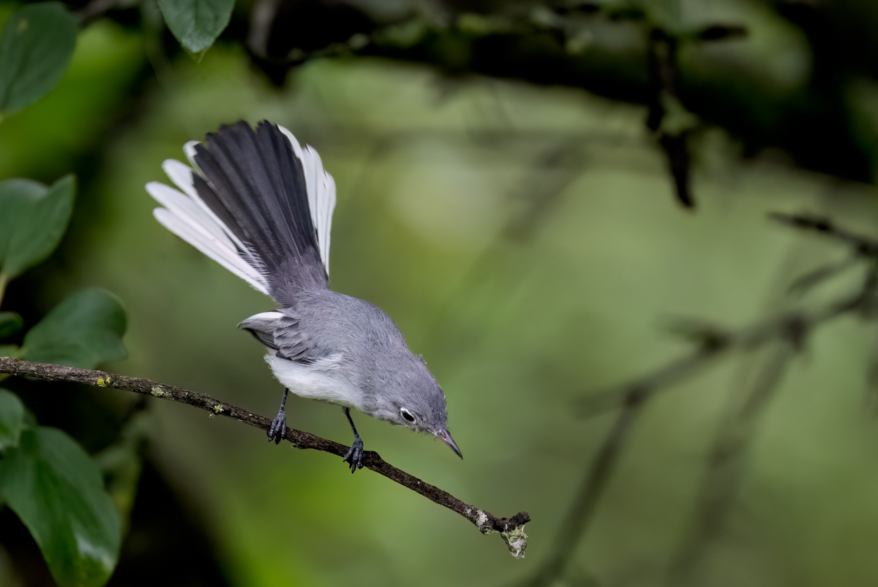 Blue-grey Gnatcatcher