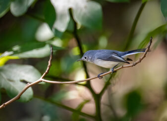 Blue-grey Gnatcatcher