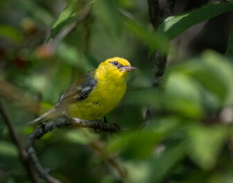 Blue-winged Warbler