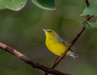 Blue-winged Warbler