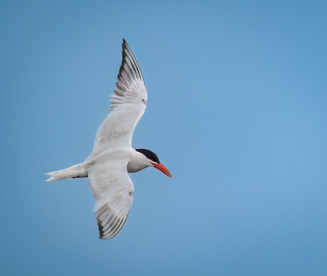 Caspian Tern