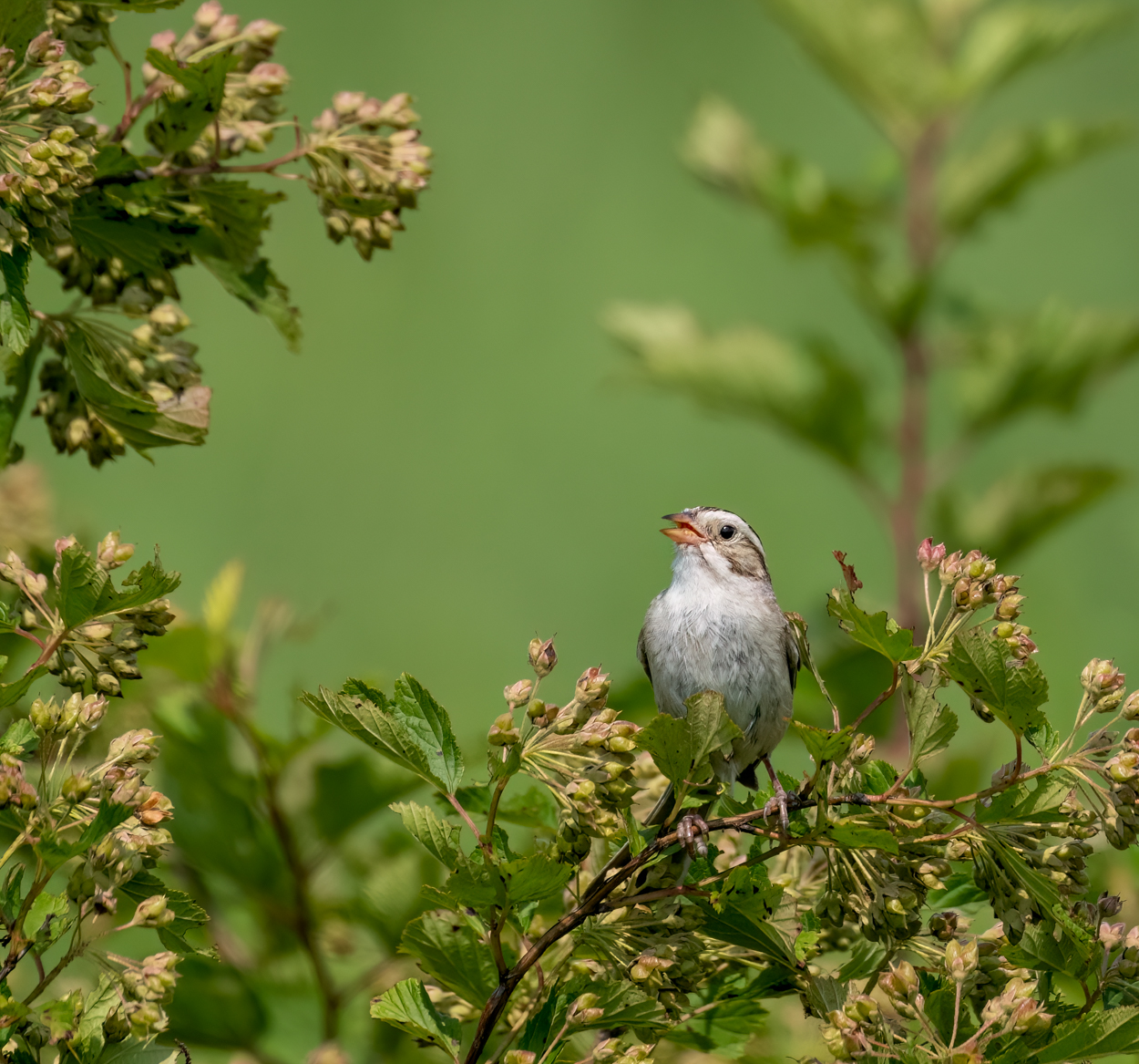 Clay-colored Sparrow