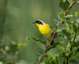 Common Yellowthroat