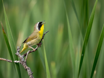 Common Yellowthroat