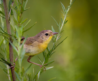 Common Yellowthroat