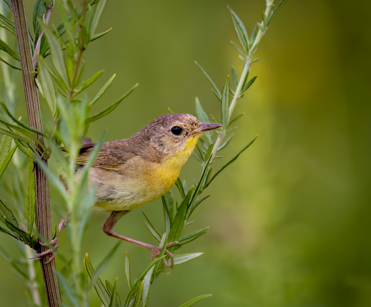 Common Yellowthroat