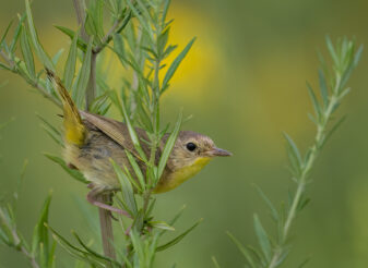 Common Yellowthroat