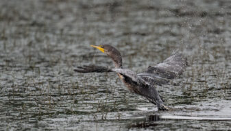 Double-crested Cormorant