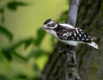 Downy Woodpecker