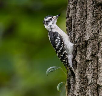 Downy Woodpecker