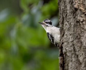 Downy Woodpecker