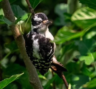 Downy Woodpecker