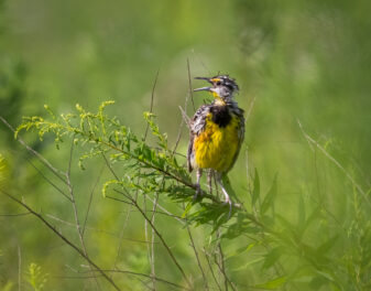 Eastern Meadowlark