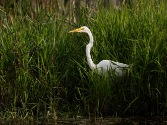 Great Egret