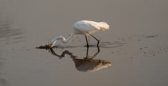 Great Egret