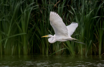 Great Egret