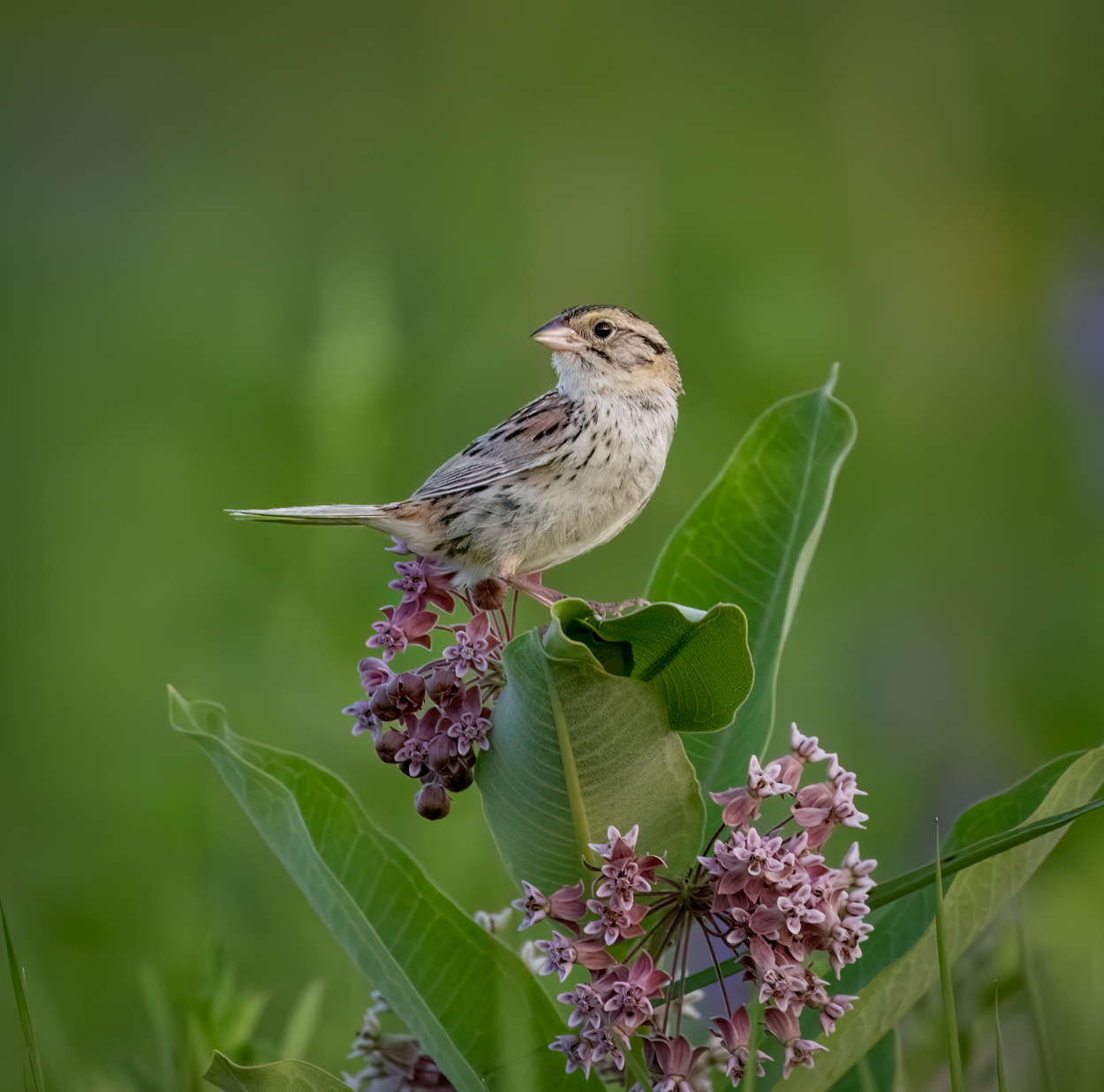 Henslow's Sparrow