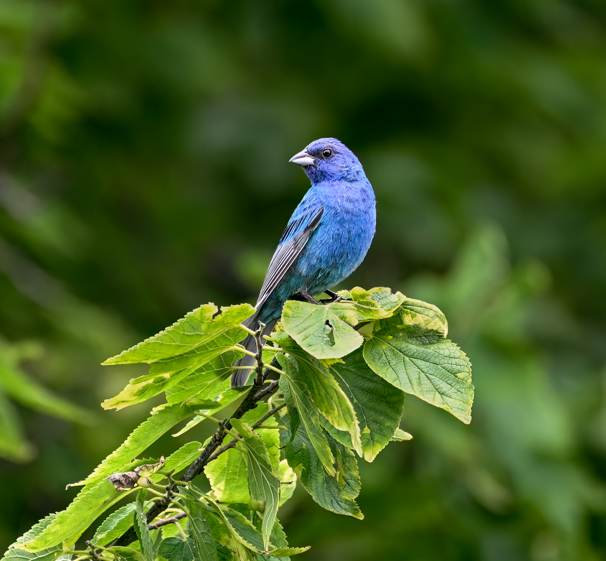 Indigo Bunting