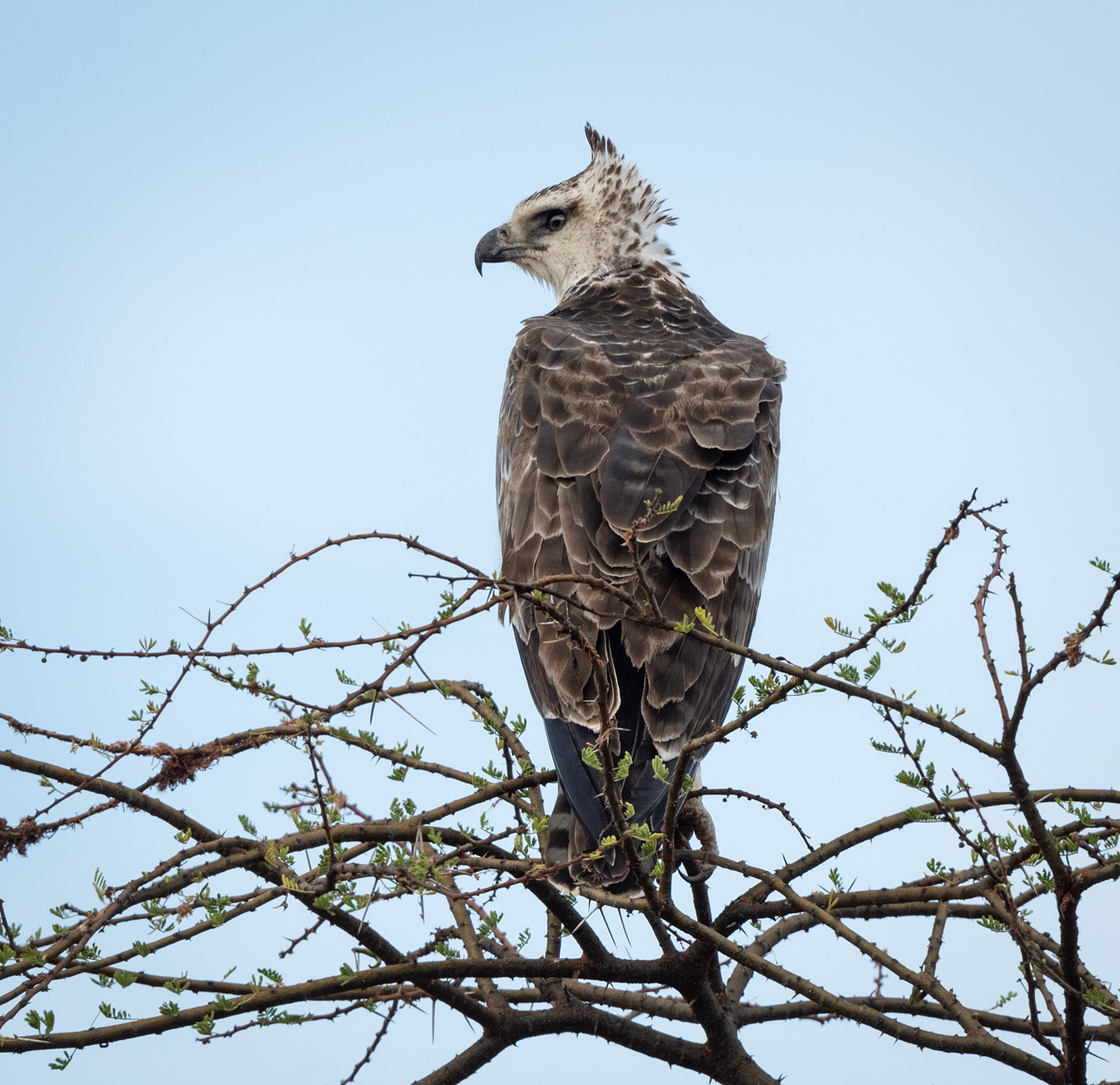 Protecting Africa's Magnificent Birds of Prey