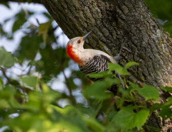 Red-bellied Woodpecker