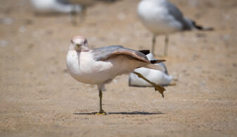 Ring-billed Gull