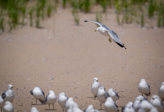 Ring-billed Gull