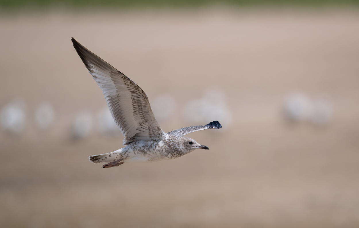 Who's That Gull?