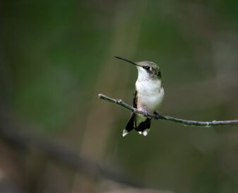 Ruby-Throated Hummingbird