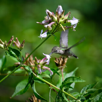 Ruby-Throated Hummingbird