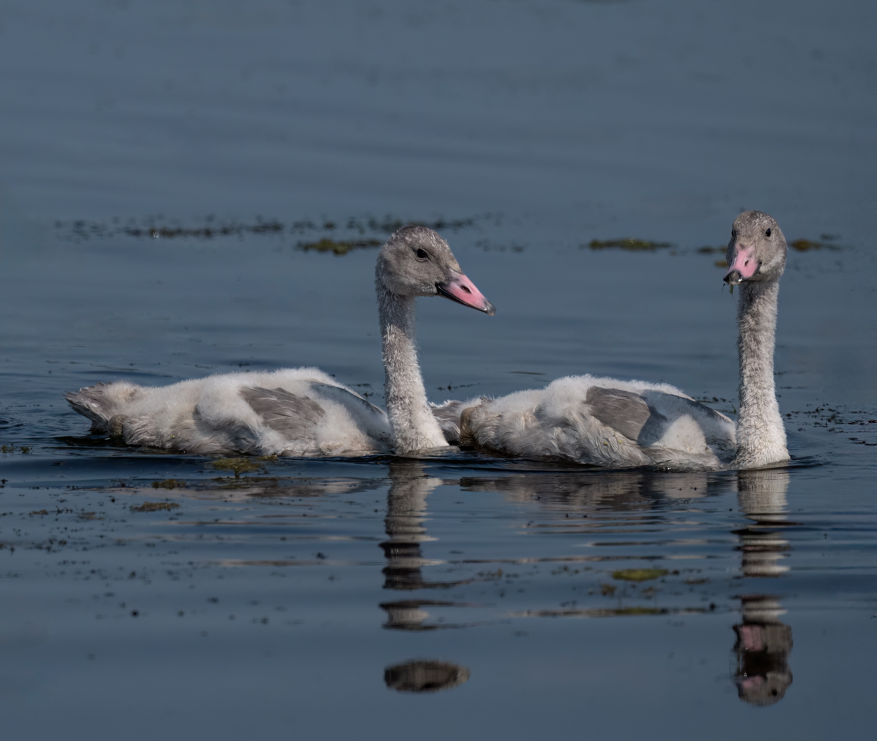 Trumpeter Swan