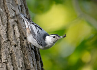 White-breasted Nuthatch