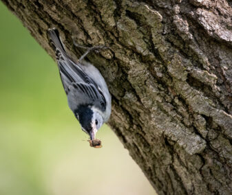 White-breasted Nuthatch