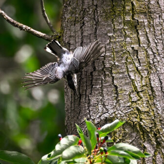 White-breasted Nuthatch