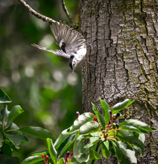 White-breasted Nuthatch