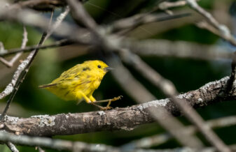 Yellow Warbler