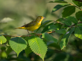 Yellow Warbler