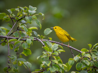 Yellow Warbler