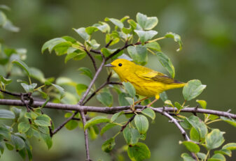 Yellow Warbler