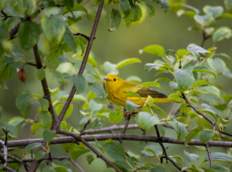 Yellow Warbler