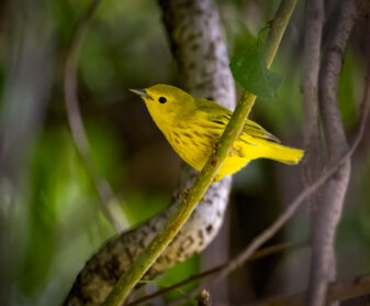 Yellow Warbler