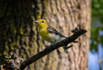 Yellow-throated Vireo