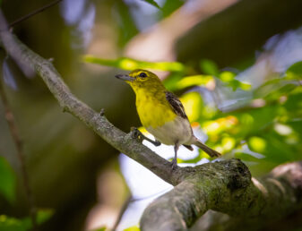 Yellow-throated Vireo