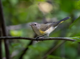 Magnolia Warbler