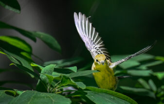 Bay-breasted Warbler