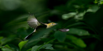 Bay-breasted Warbler