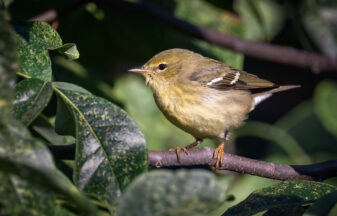 Bay-breasted Warbler