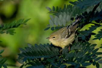 Bay-breasted Warbler