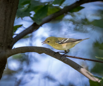 Bay-breasted Warbler