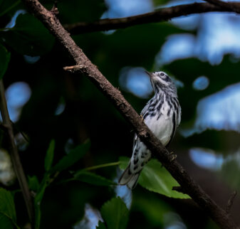 Black-and-white Warbler